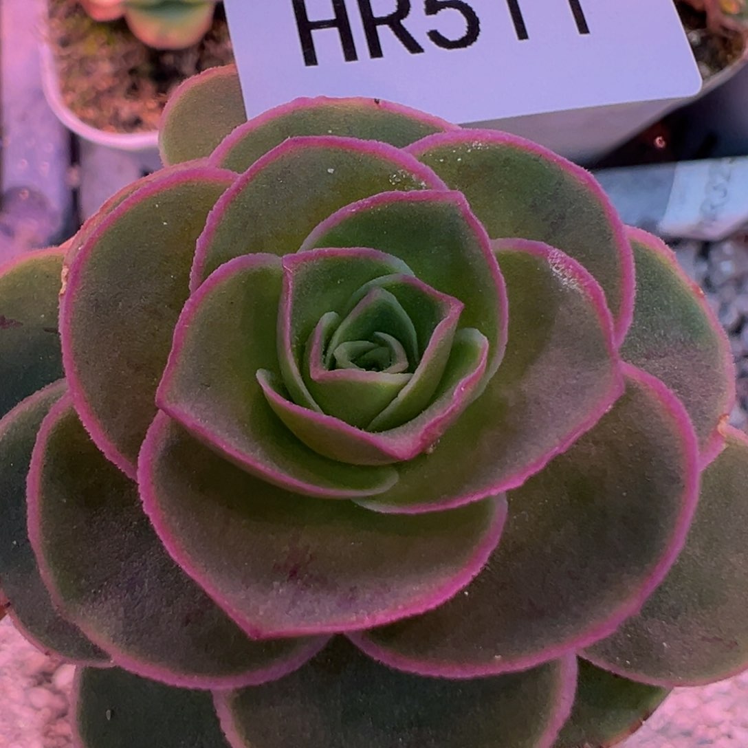 HR511烬如霜X各种