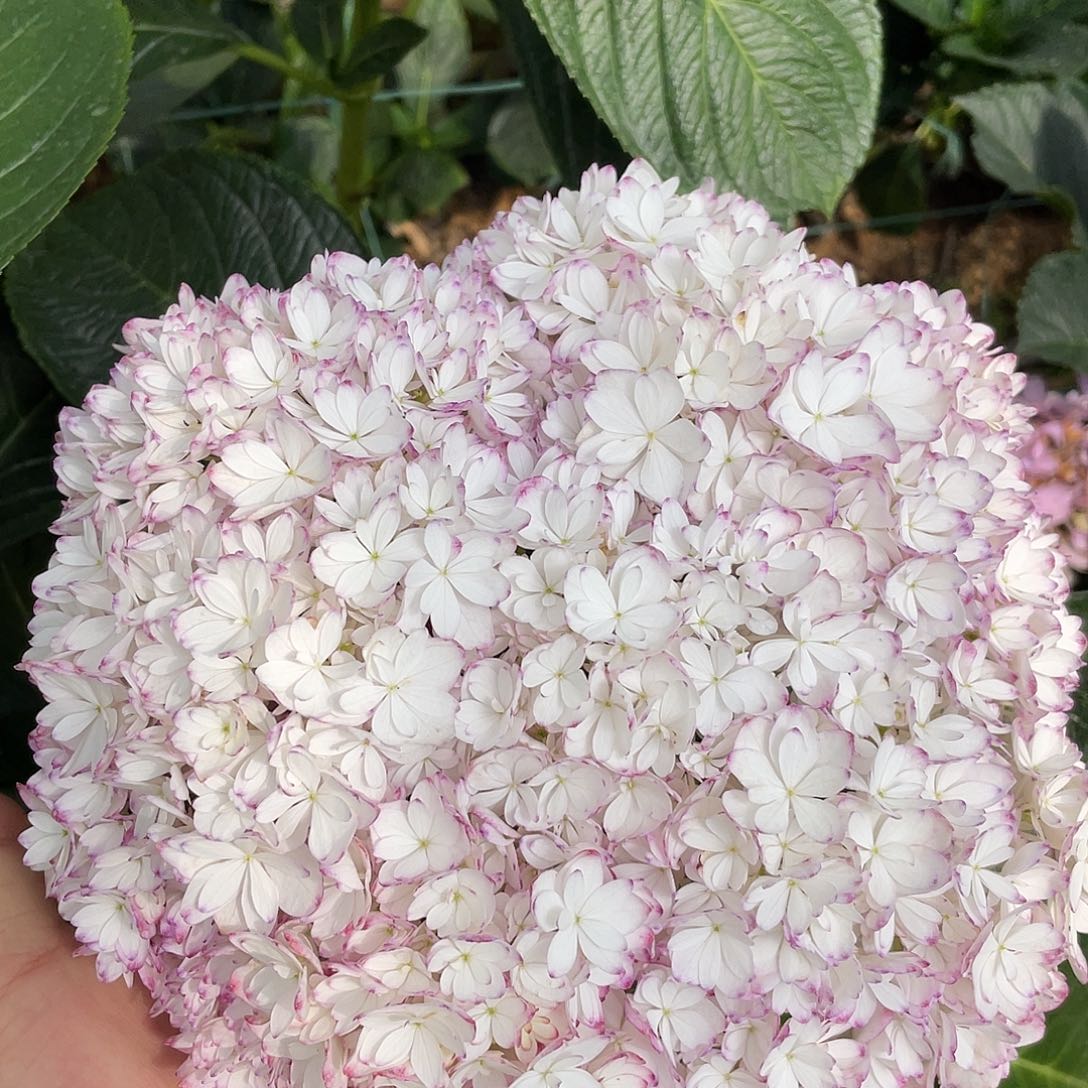 绣球切花一物一拍3枝起包邮，42