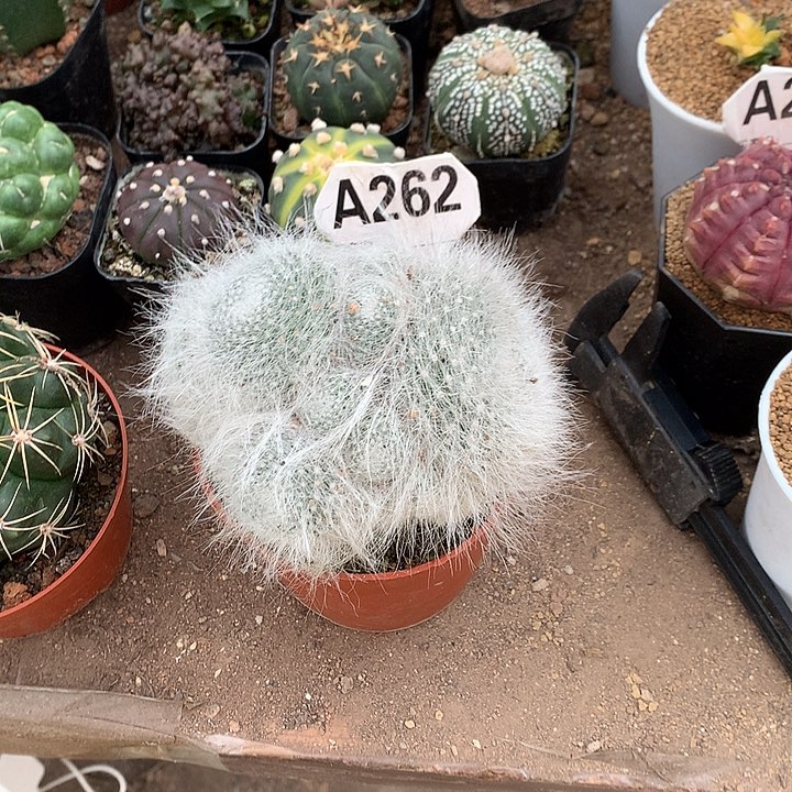 像***由33333333333333