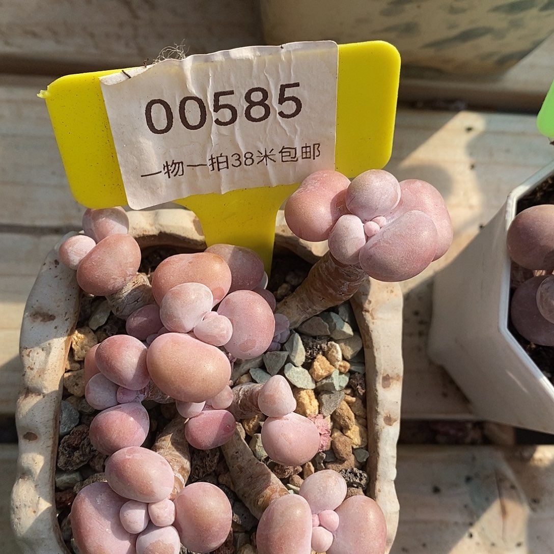 00585啊旅途璐璐烧烤预约