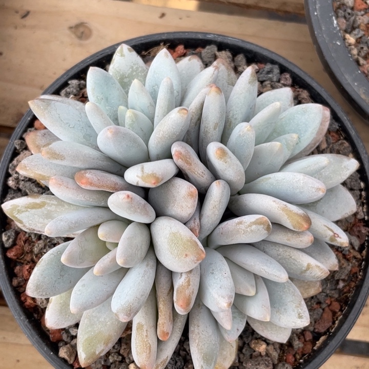 橙龙，美人，包正版