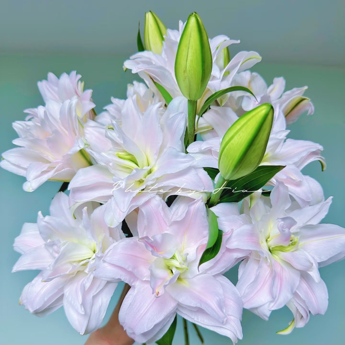 【女神】30+大花浓香重瓣耐寒耐热百合种球盆栽地栽