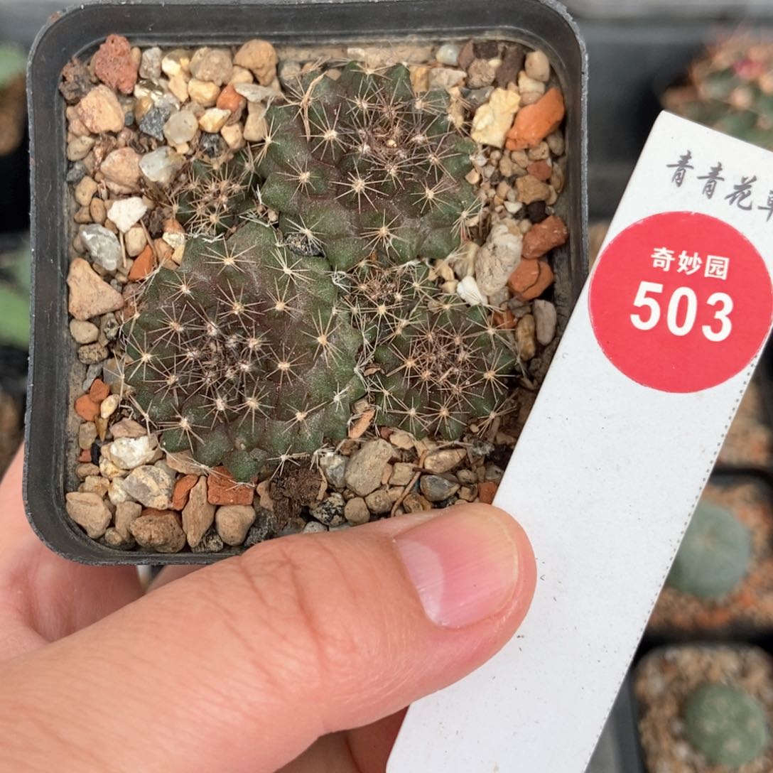 实生鱼鳞丸群一颗