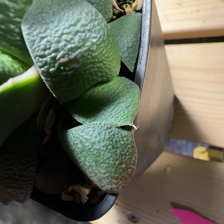 新年特价宽叶卧牛侧芽