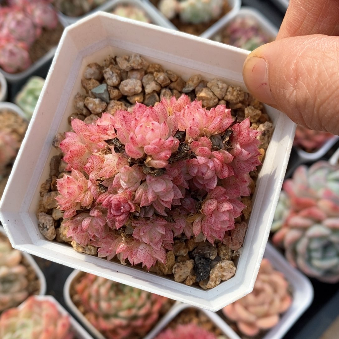 精品多肉一物一柏不包整176