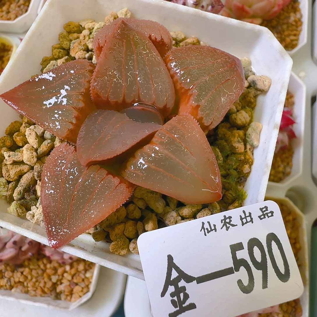我***你仙农寿，590，仙农出品多肉