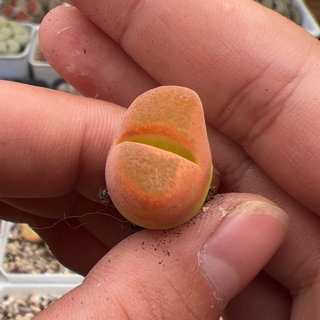 0360号风铃 多肉植物