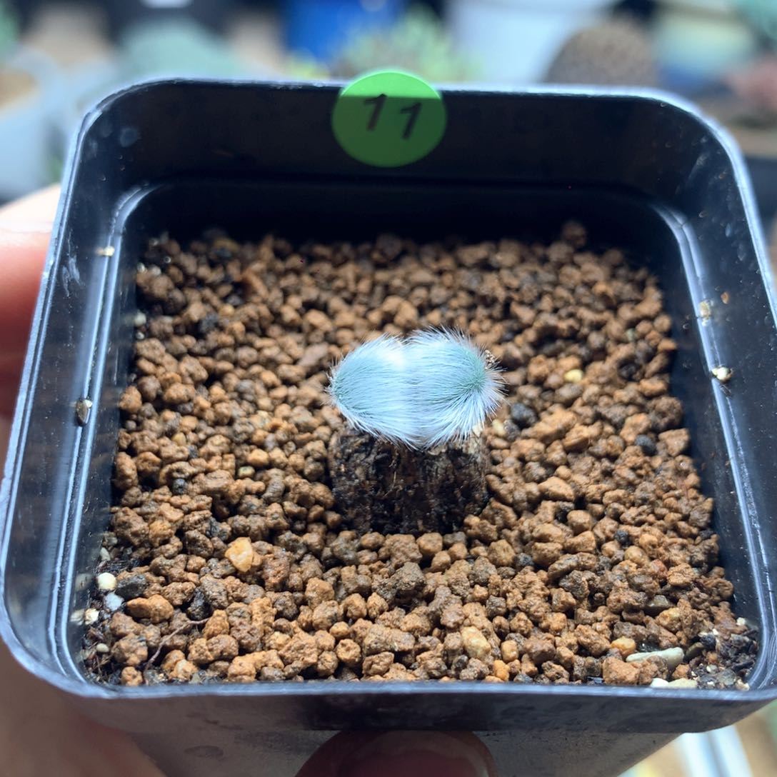 毛叶石蒜多肉带盆发货