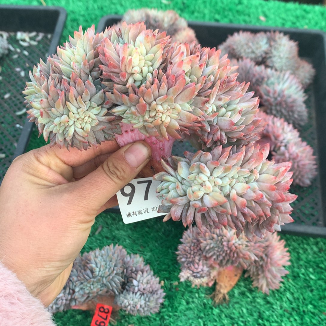 974橙子11111111111111