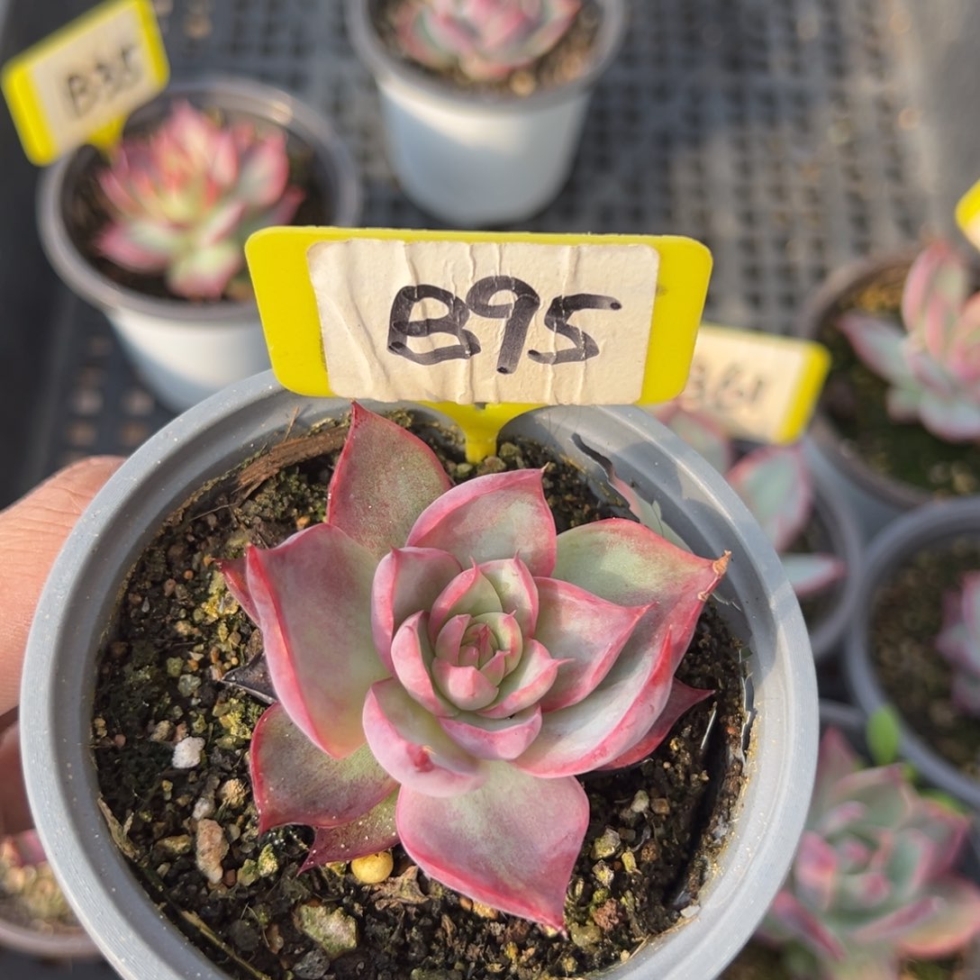 ?*宝B95惊鸿单头多肉