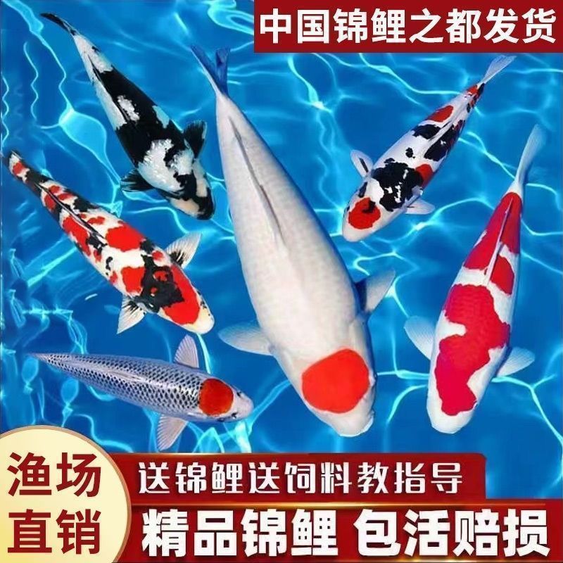 【瀚升锦鲤】渔场直发 纯种血统锦鲤