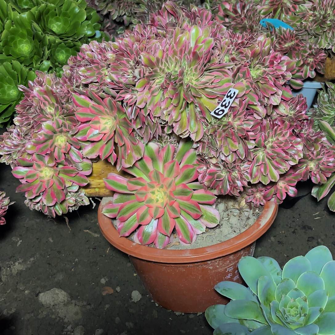 女巫法师15–18不包邮法师