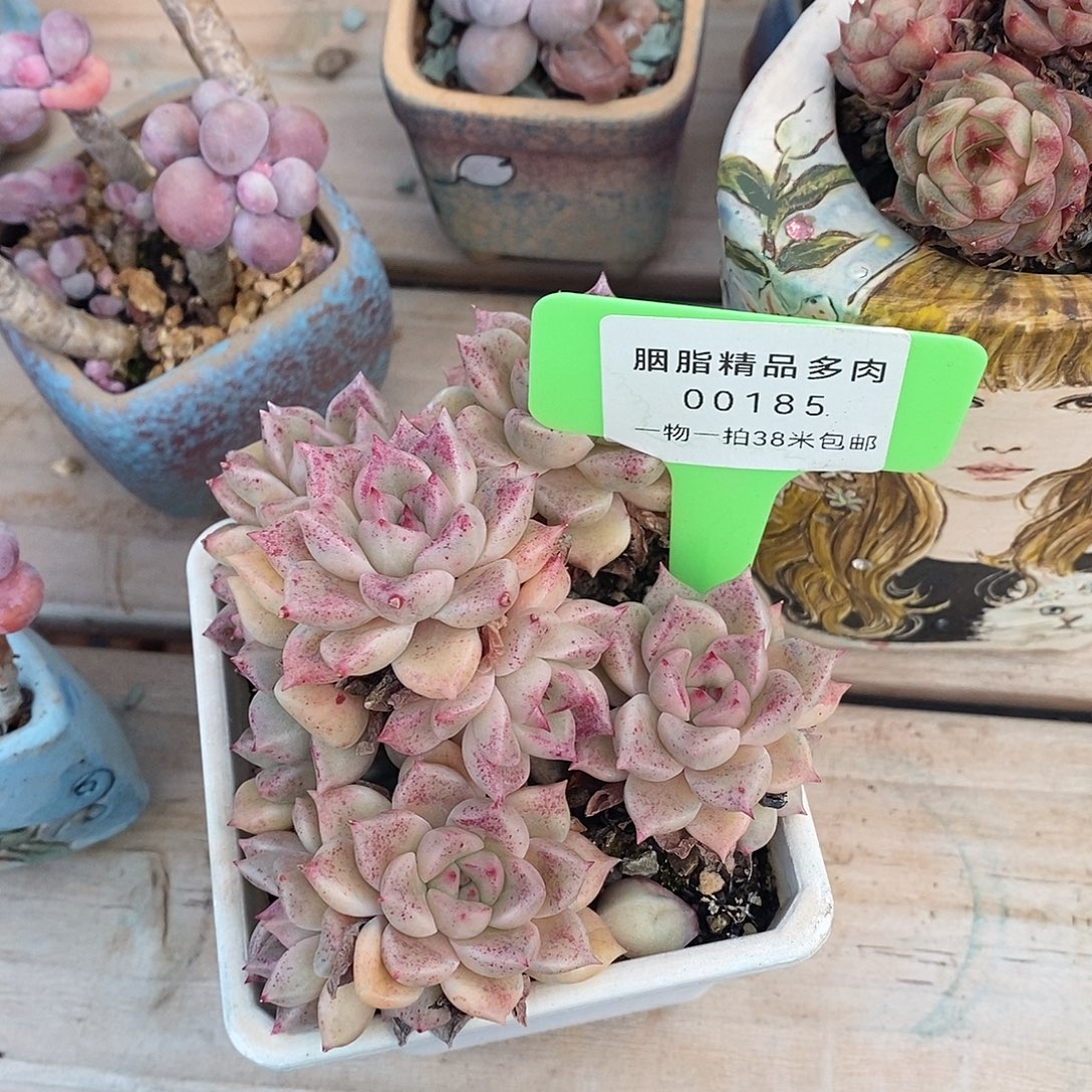 185体育烧烤了老师所需小雨
