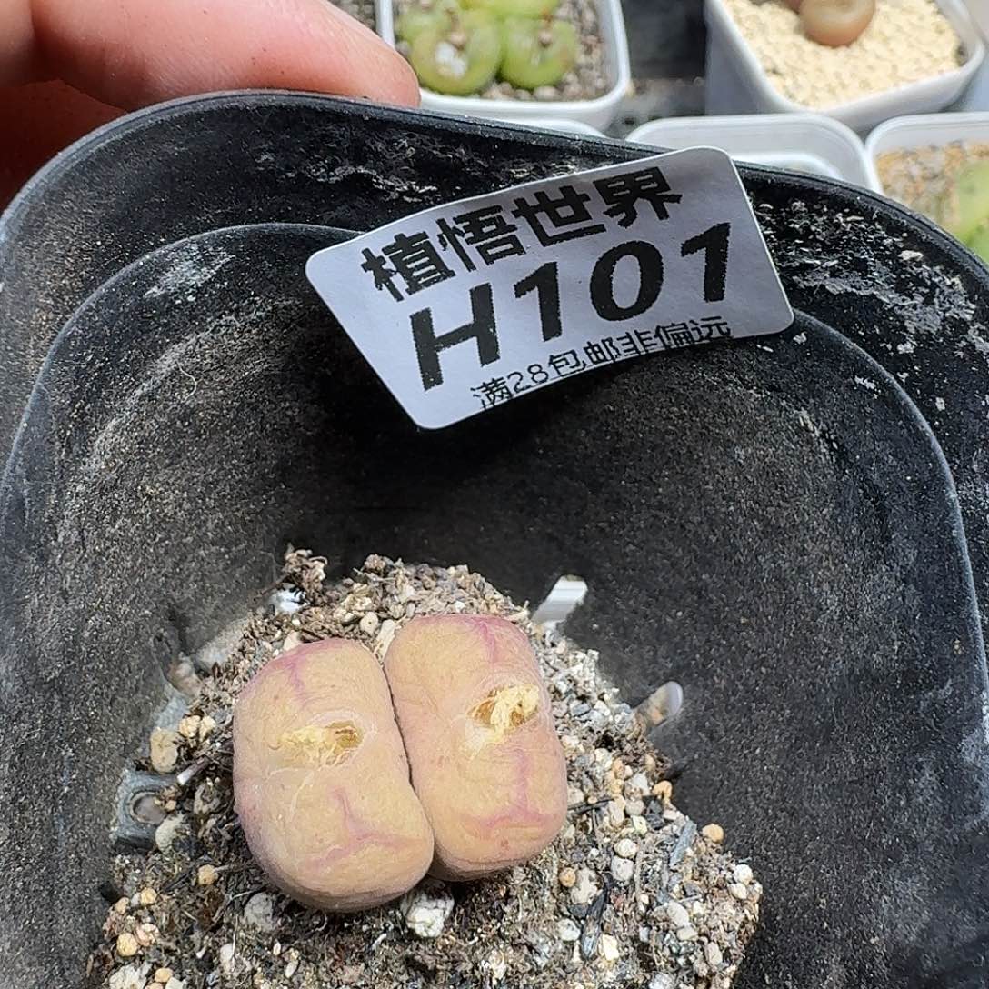 多肉植物的人生fhn