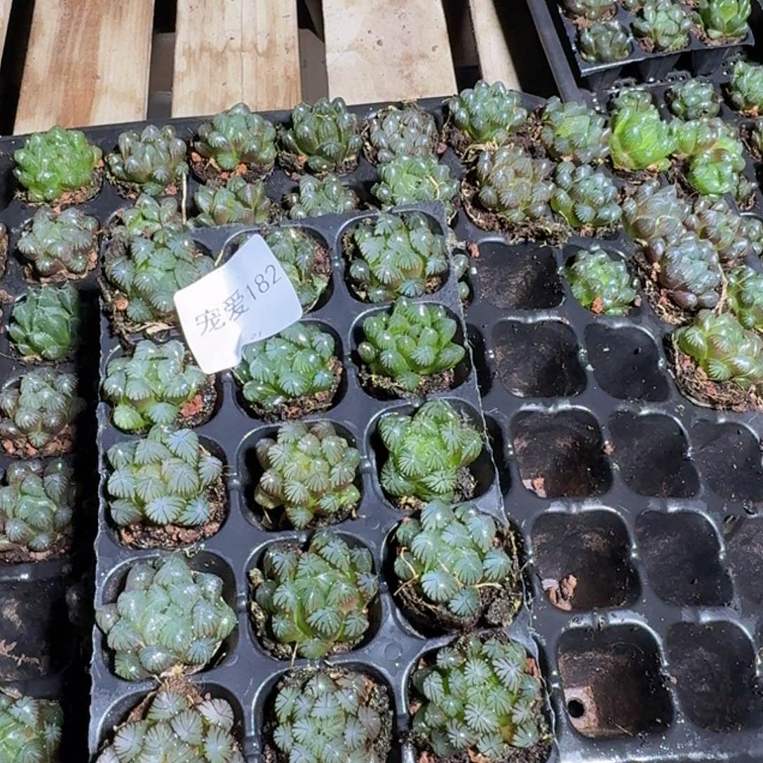 直播福利一物一拍182