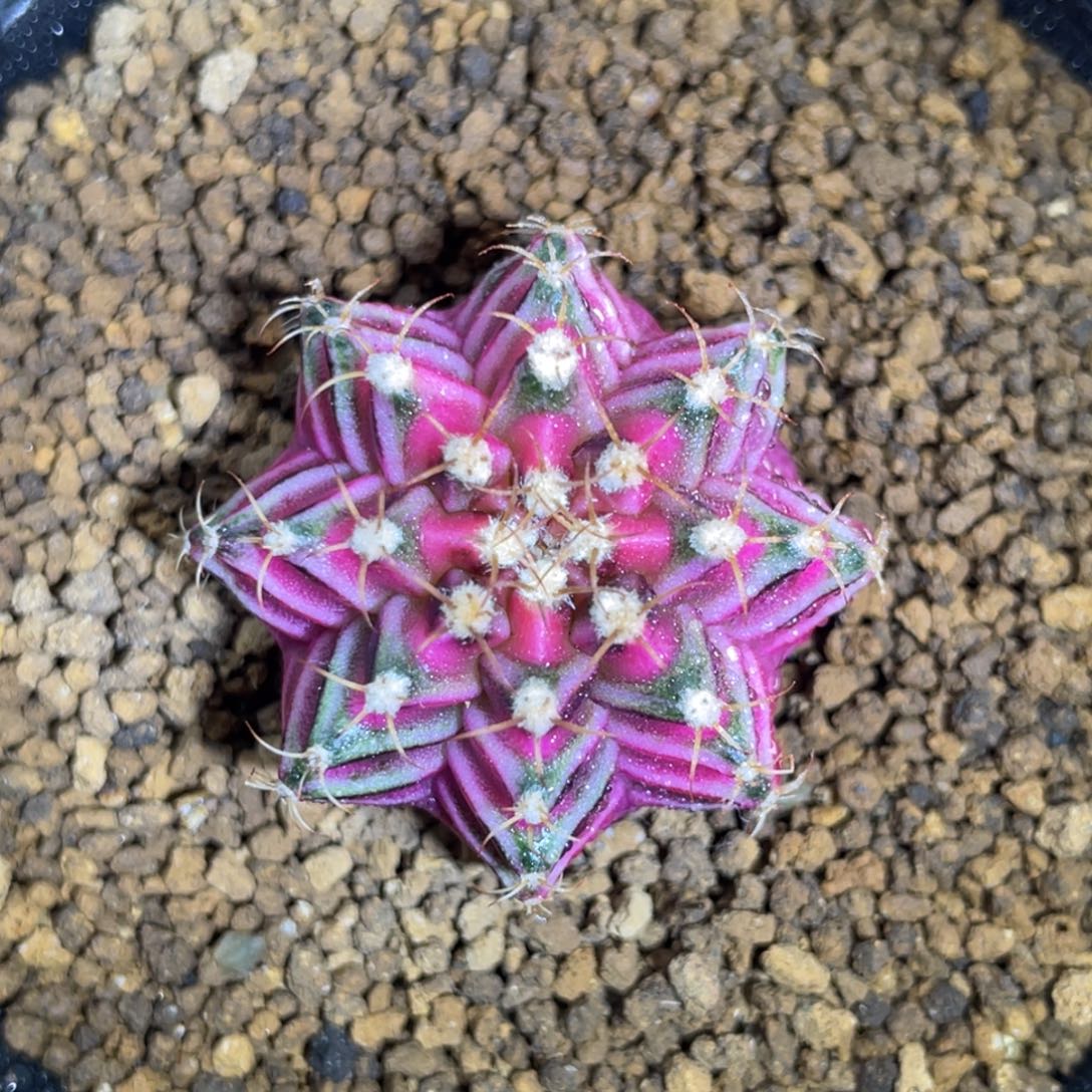 米哈星球00000000102