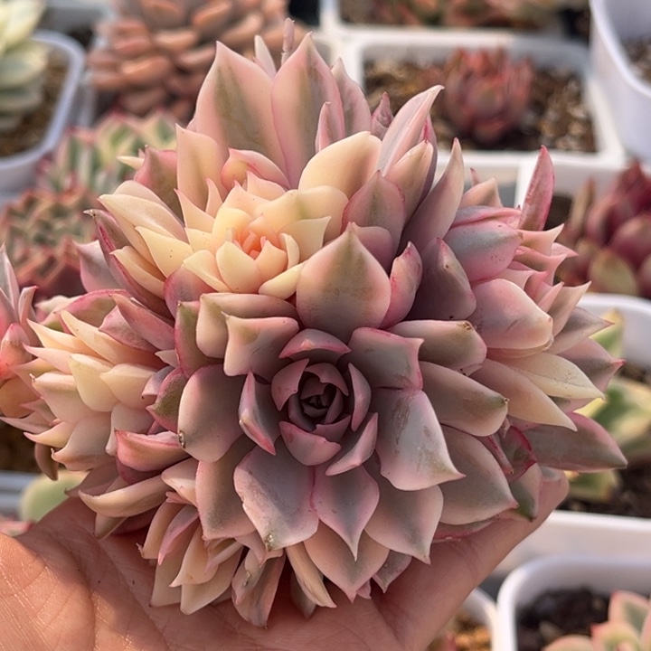 粉蝶锦一颗价格捧花