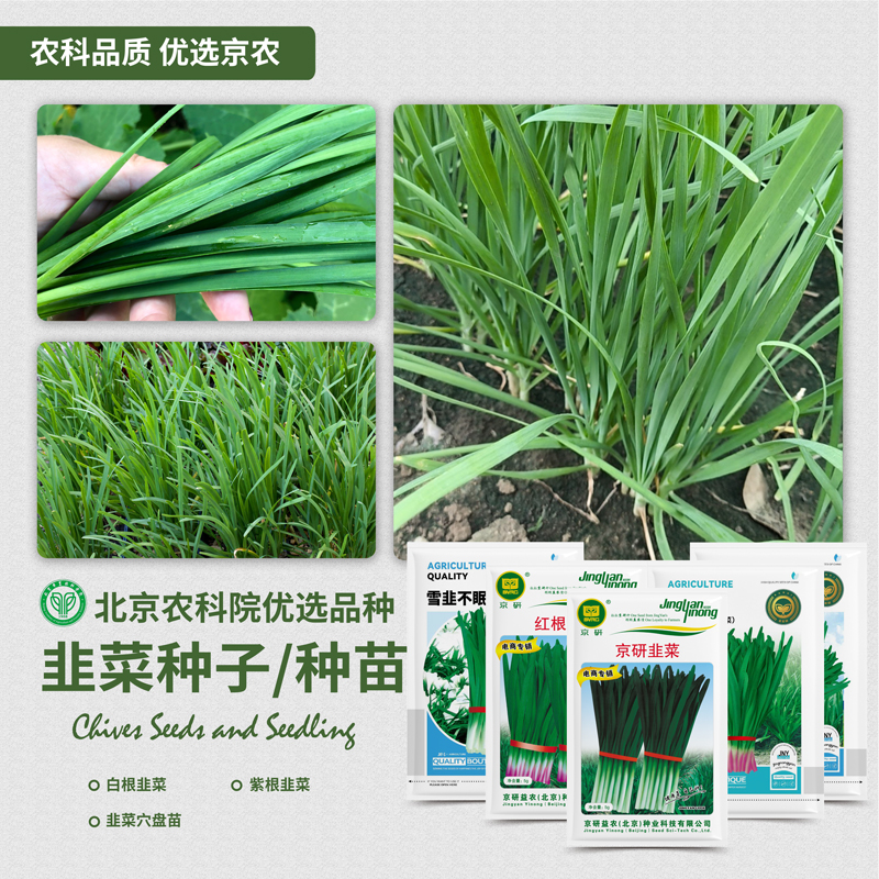 农科院韭菜小葱种子白根宽叶独根红韭菜耐寒雪韭四季盆栽蔬菜种籽