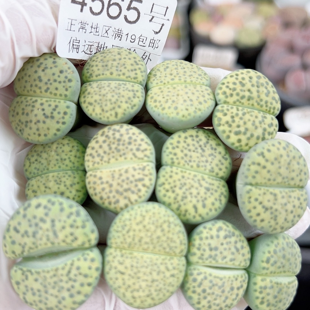 4565 好养易活生石花大母本12个2cm左右
