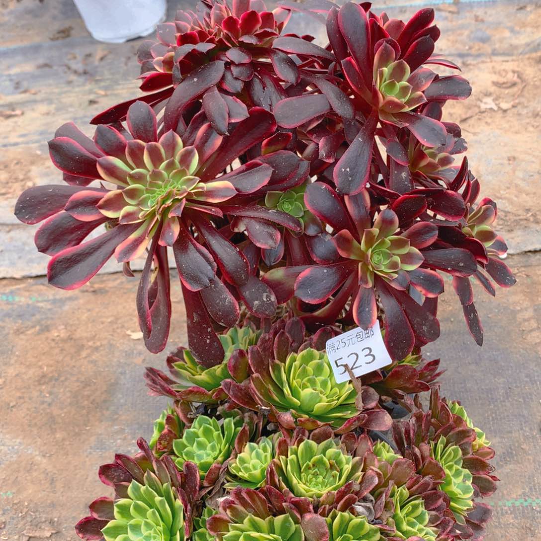 523法师组合2个老桩