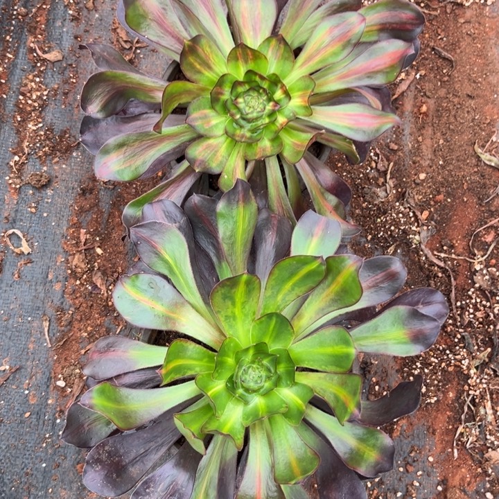 巫毒中班多肉植物法师