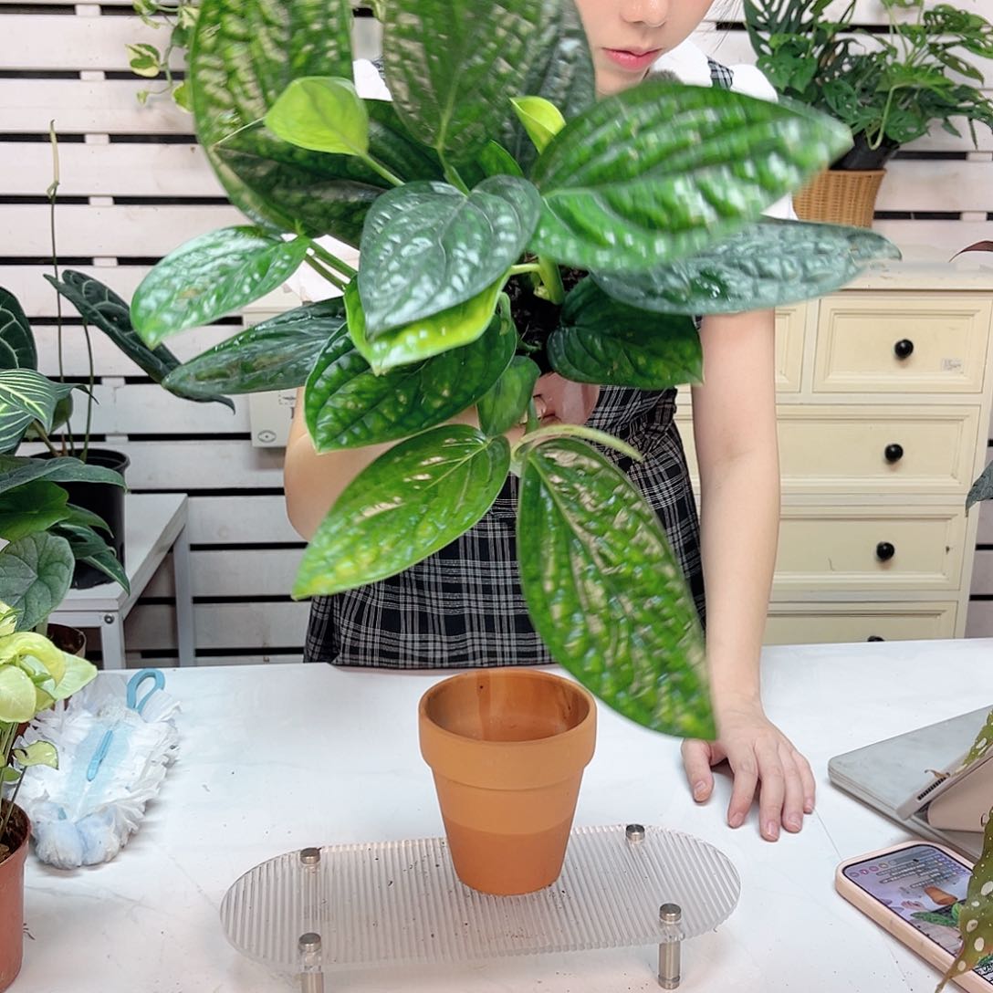 无花朵泰国绿萝量拍