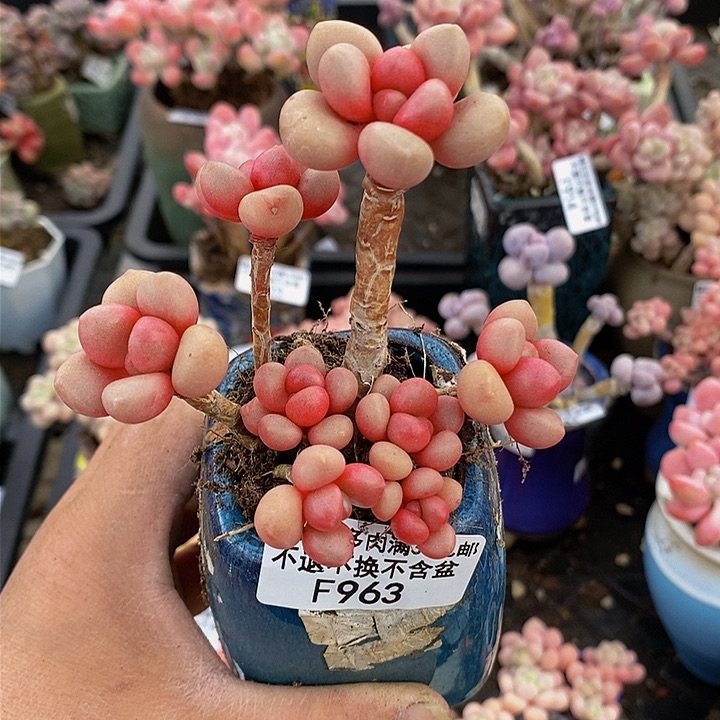 先锋派963多肉植物