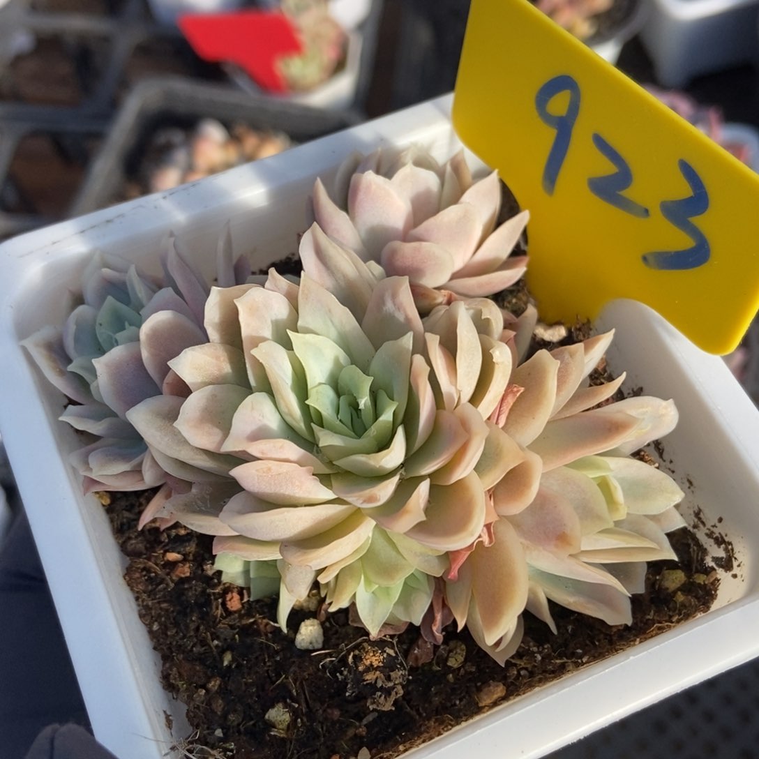 923女王玫瑰冰片锦多肉植物