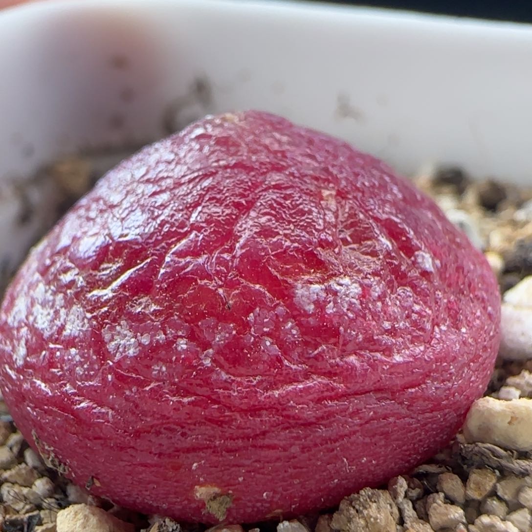 2.9.17/尺寸2.1 灯泡