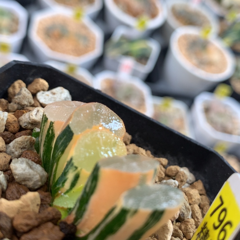 【闪购商品】796玉扇