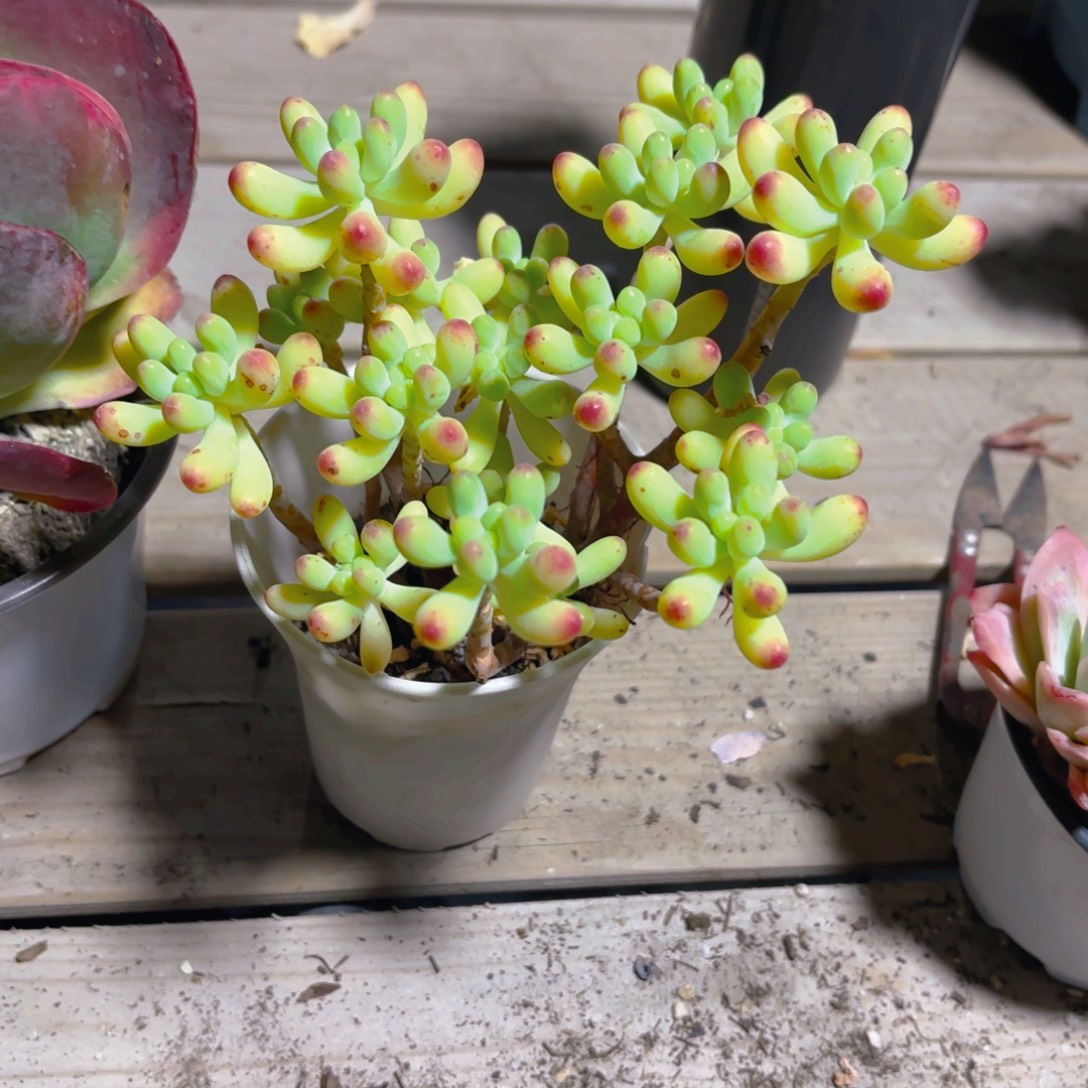 果冻乙女心9cm新疆包邮