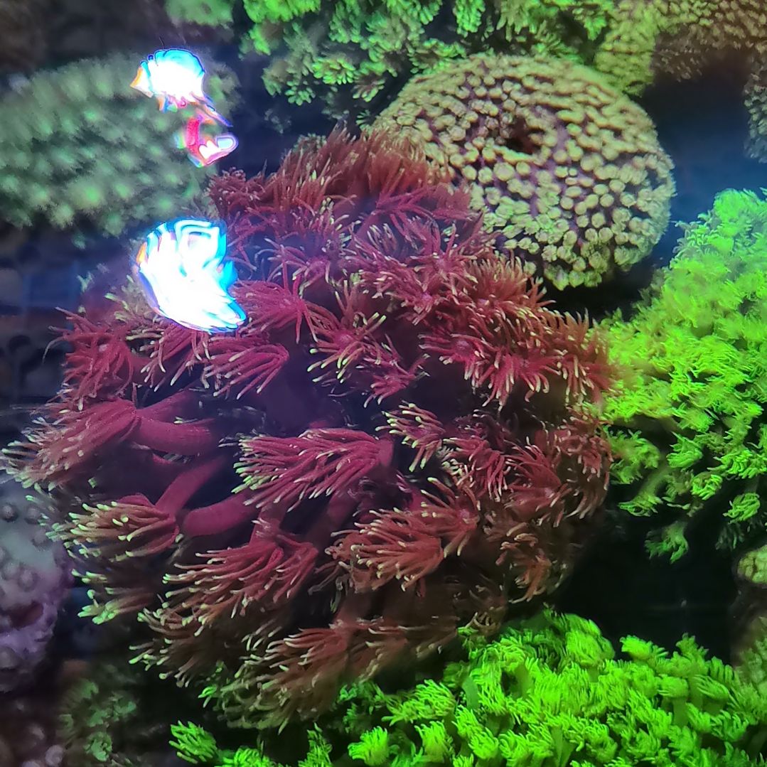 草皮珊瑚宝石花带原石888