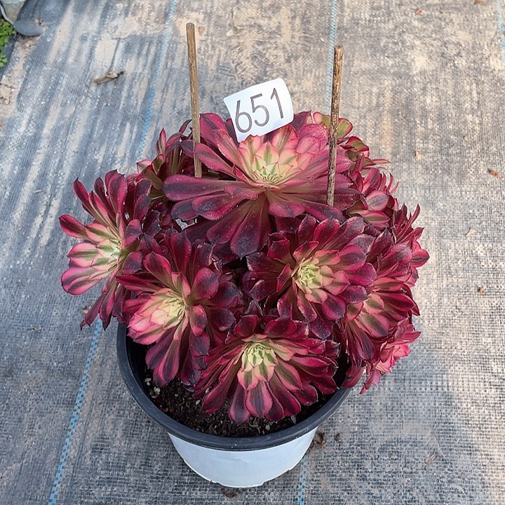 红铜白651法师多肉