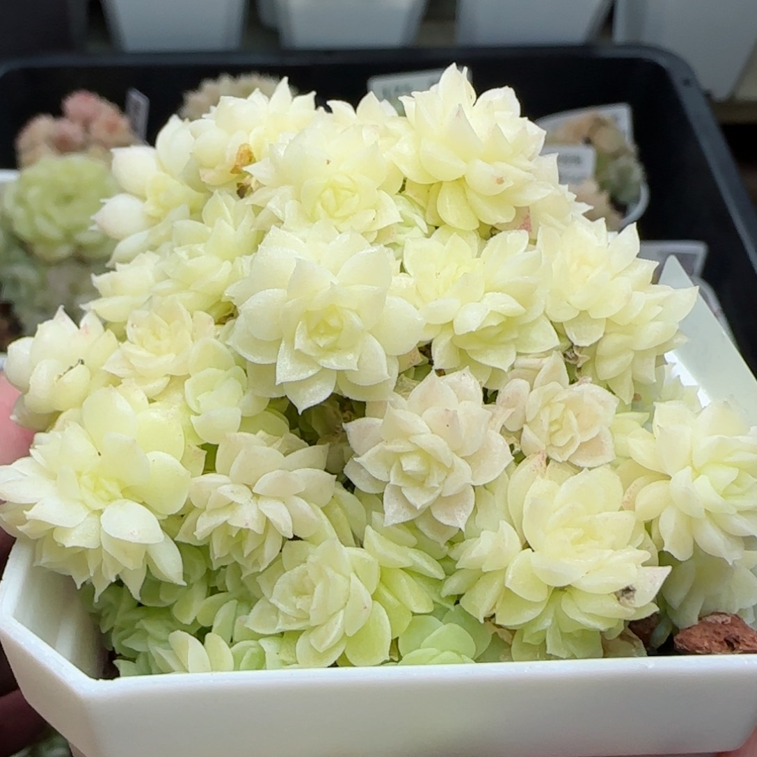 0114-182优选麦秆