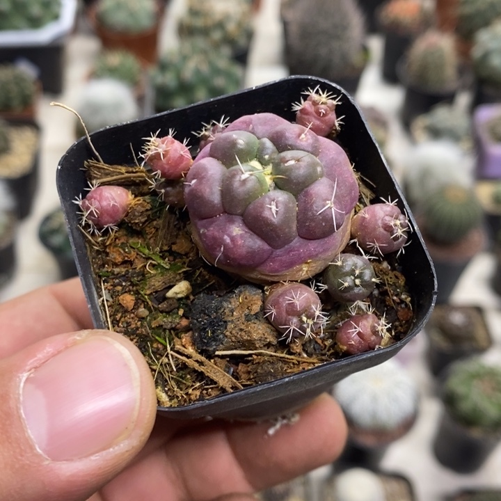 无刺象牙特价紫皮