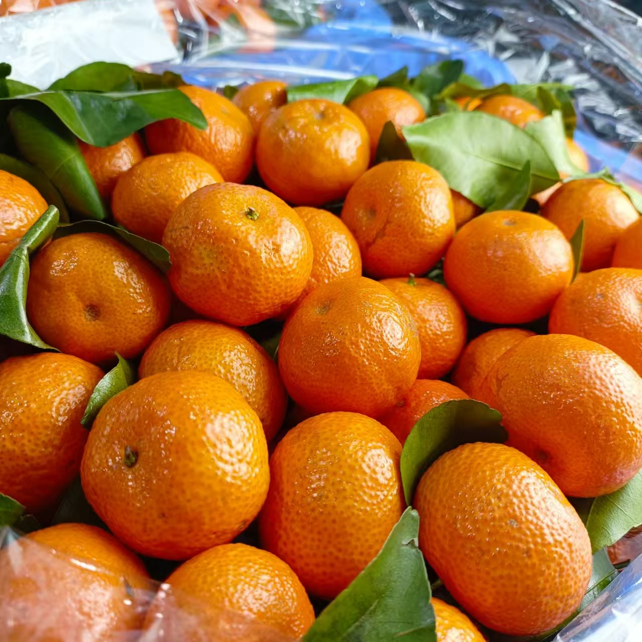 利氏砂糖橘(惠鲜水果)