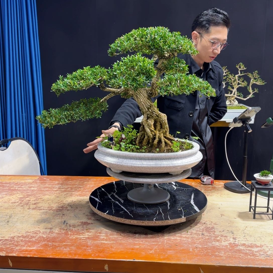 黄杨室内室外盆景艺术