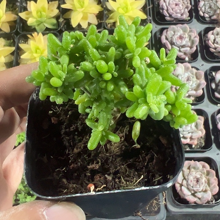 糖球蜜橘枝干精品