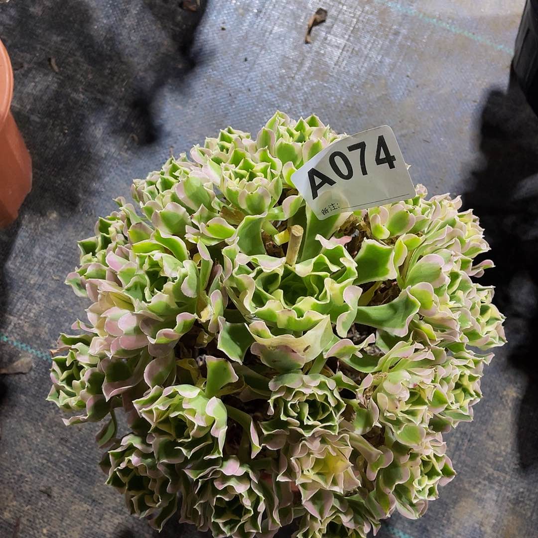 雨花石074带土球