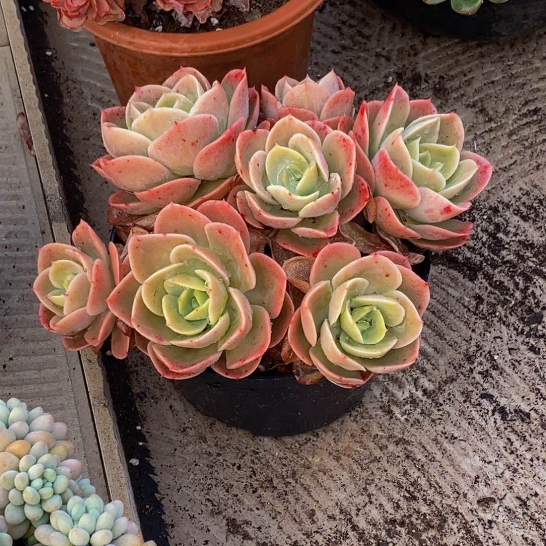 木*y48包邮一物一拍多肉植物