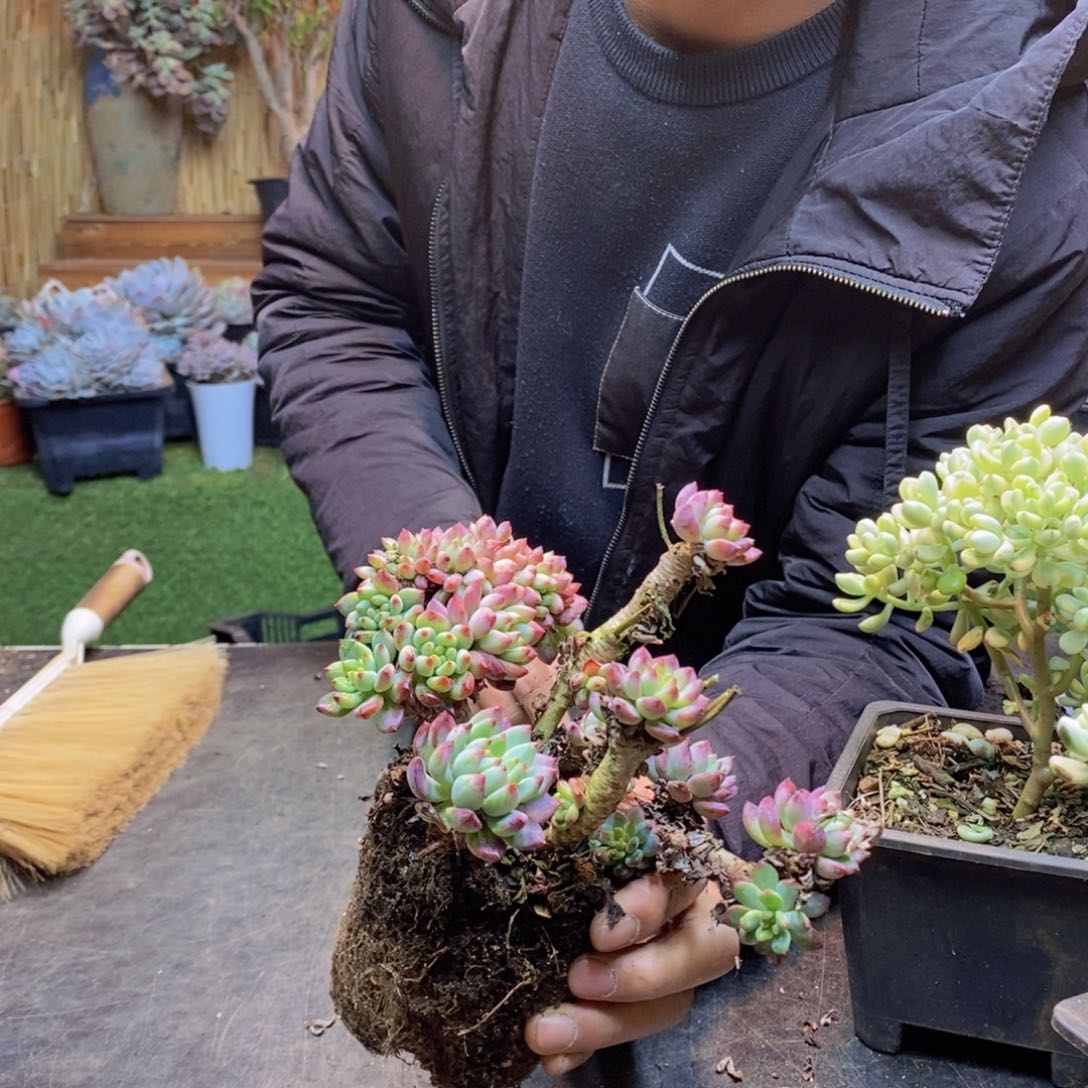 柒*42号蓝苹果缀老桩