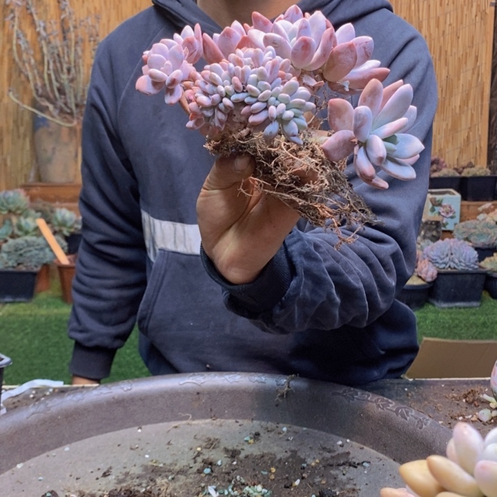 S***a339号粉兔多肉植物