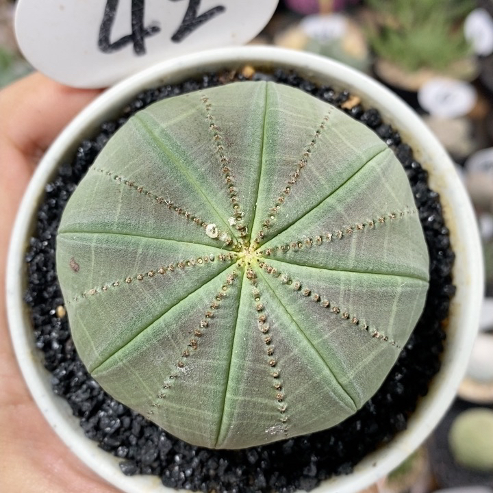 42号实生欧系布纹球6.4cm