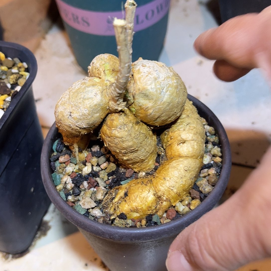 实生格尔格大块根