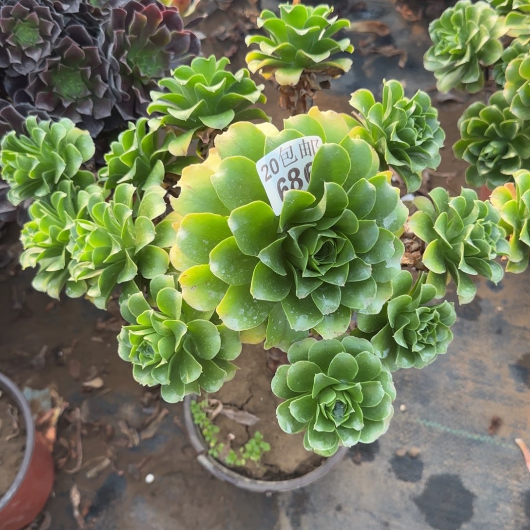 蓝色妖姬686满20包邮断枝不包