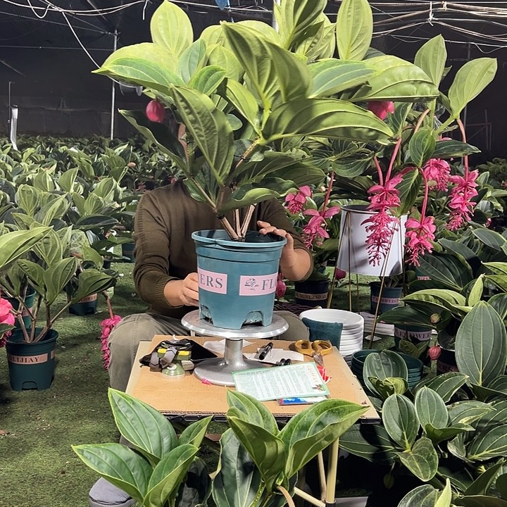 沉***金少量花朵（建议范围：2朵-5朵 或40%以下）