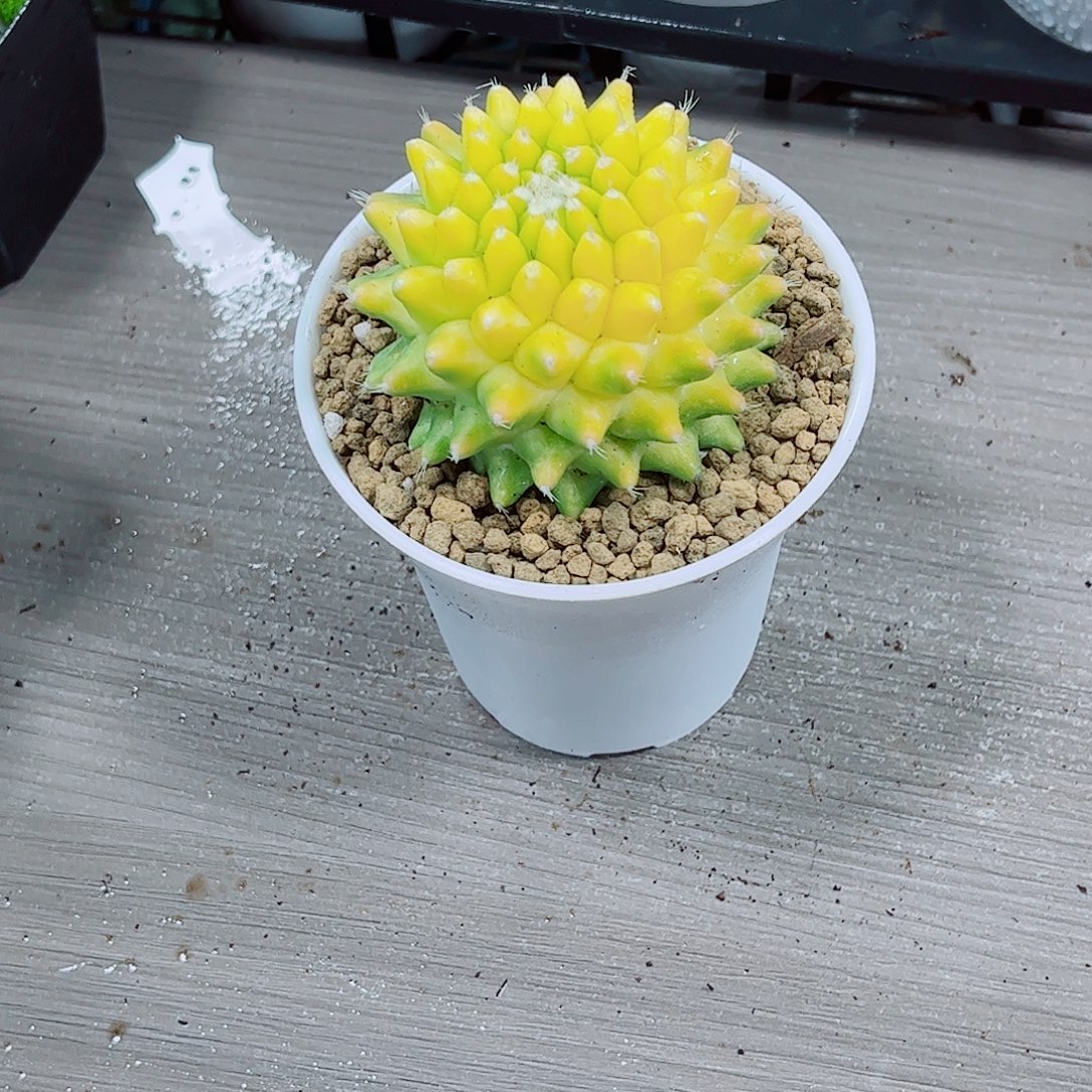 菠萝球玉露一勿一拍