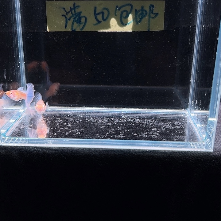 孔雀鱼天空蓝半月尾