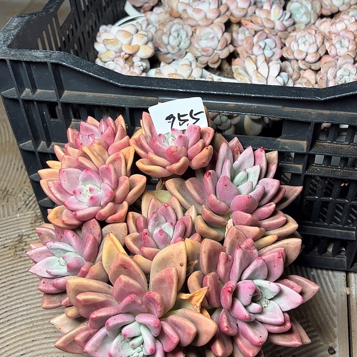 漠*955//////////////