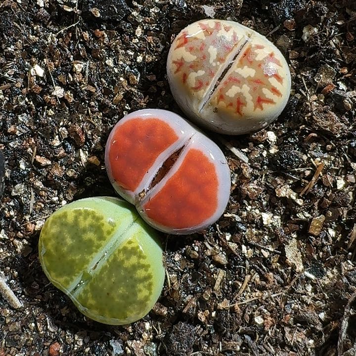 生石花11111111。  123